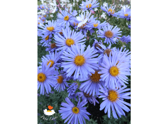 Aster amellus   'Gründer'