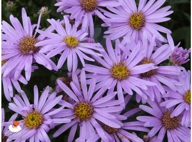 Aster amellus   PINK ZENITH = 'Rosa Erfüllung'