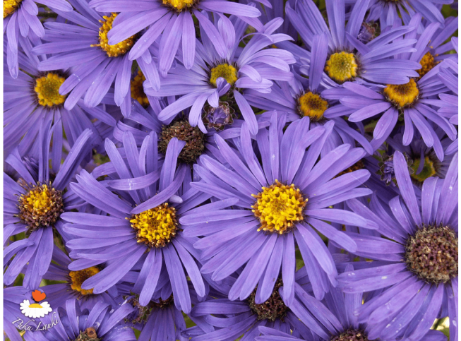 Aster amellus   'Veilchenkönigin'
