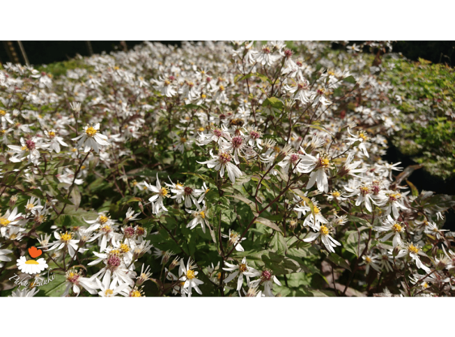 Aster divaricatus