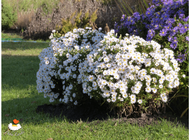 Aster dumosus   'Apollo'