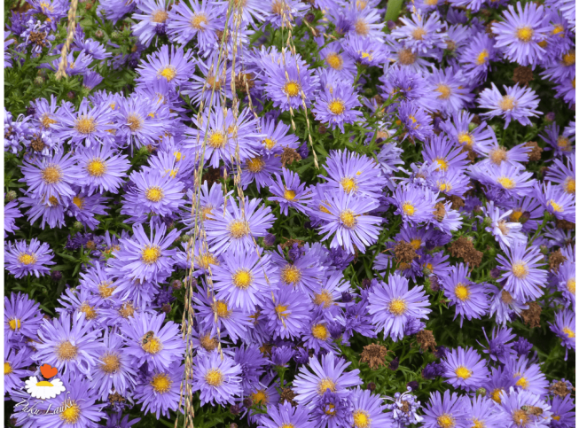 Aster novi-belgii   'Blue Lagoon'