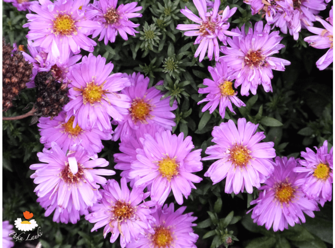 Aster novi-belgii   'Rosenwichtel'