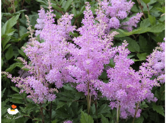 Astilbe × arendsii   'Amerika'