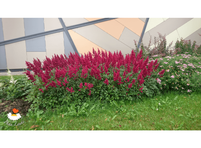Astilbe × arendsii   'Fanal'