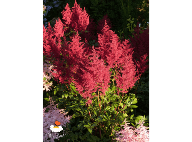 Astilbe × arendsii   'Spinell'