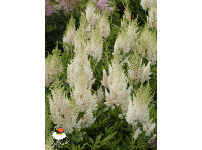 Astilbe × arendsii   'Weisse Gloria'
