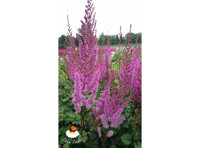Astilbe chinensis var. taquetii   'Purpurlanze'
