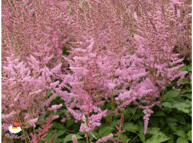 Astilbe chinensis   'Veronica Klose'