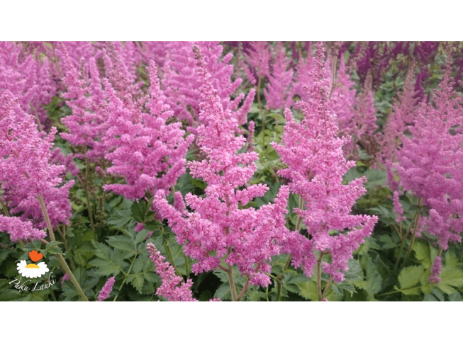 Astilbe chinensis   'Vision In Pink'