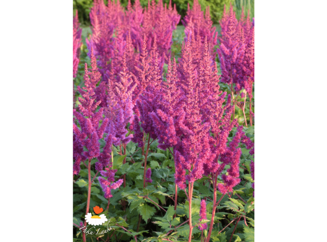 Astilbe chinensis   'Vision In Red'