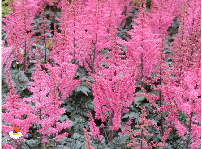 Astilbe × crispa   'Moulin Rouge'