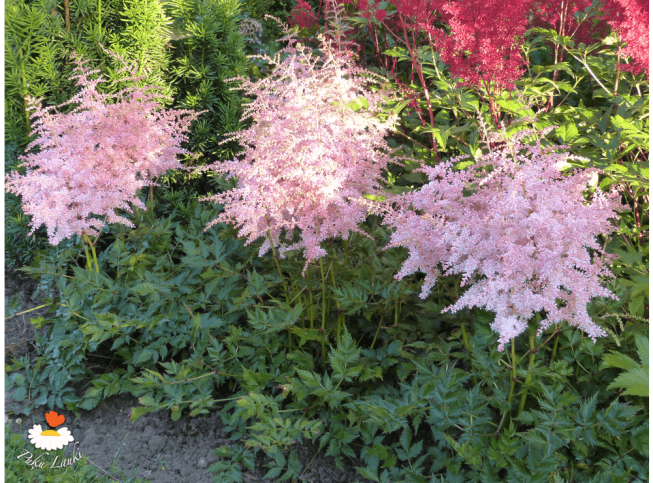Astilbe simplicifolia   'Pink Lightning'