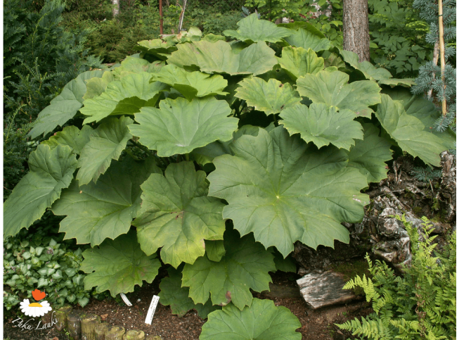 Astilboides tabularis