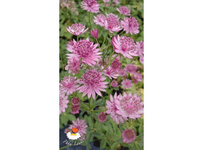 Astrantia   'Roma'