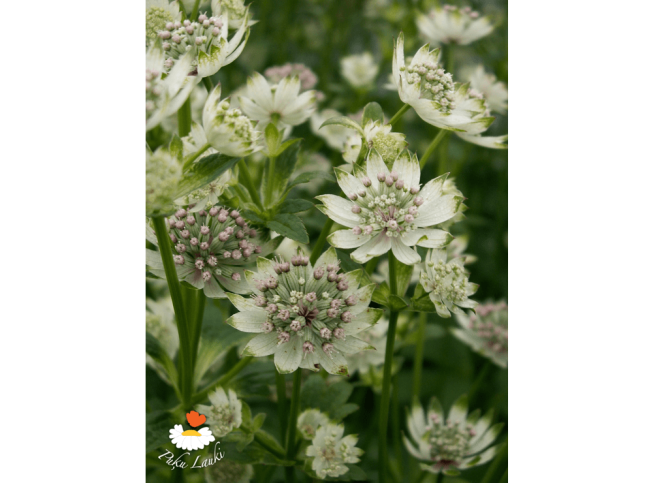 Astrantia major   'Star of Billion'