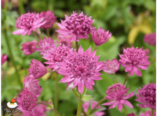 Astrantia major   'Venice'