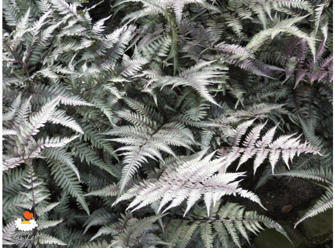 Athyrium niponicum  var. pictum   'Metallicum'