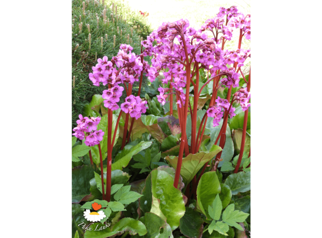 Bergenia   'Eroica'