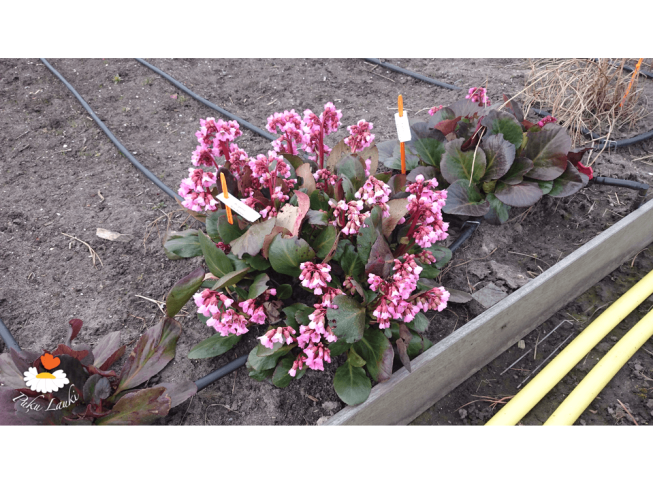 Bergenia   'Rosi Klose'