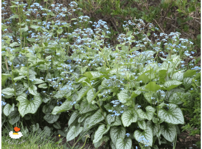 Brunnera macrophylla   'Jack Frost'