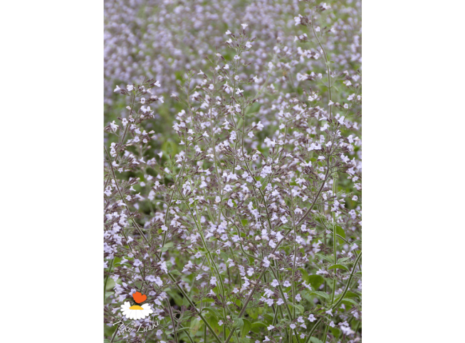 Calamintha nepeta   'Blue Cloud'