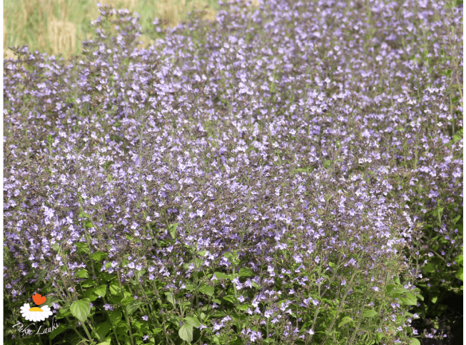 Calamintha nepeta   'Marvelette Blue'