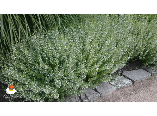 Calamintha nepeta   'Triumphator'