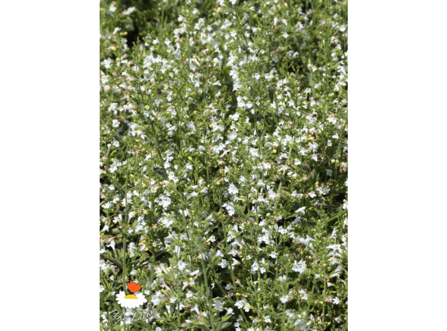 Calamintha nepeta   'Weisser Riese'
