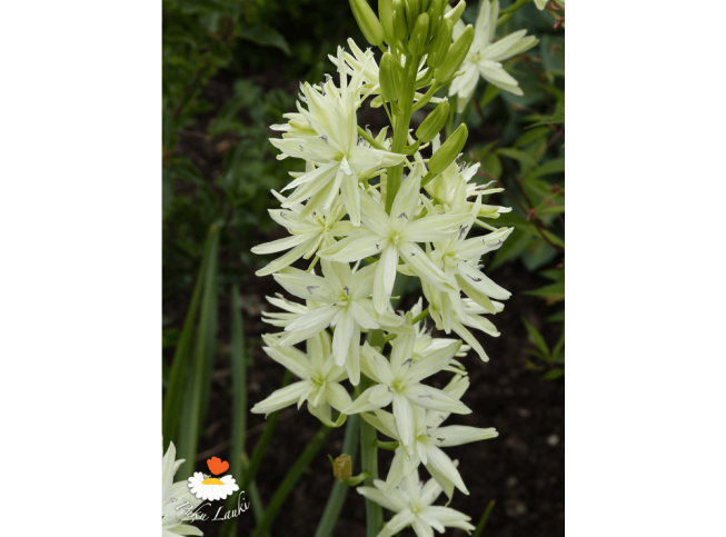 Camassia leichtlinii   'Alba'