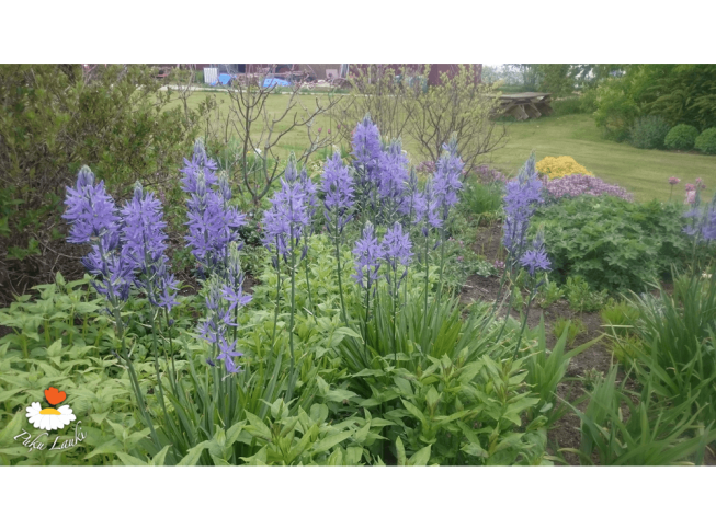 Camassia leichtlinii   'Caerulea'
