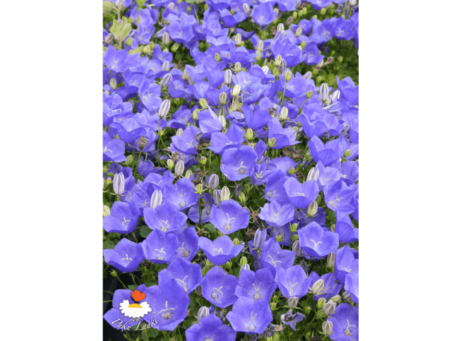 Campanula carpatica   'Tiefblaue Clips'