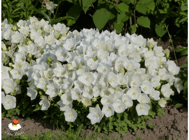 Campanula carpatica   'Weisse Clips'