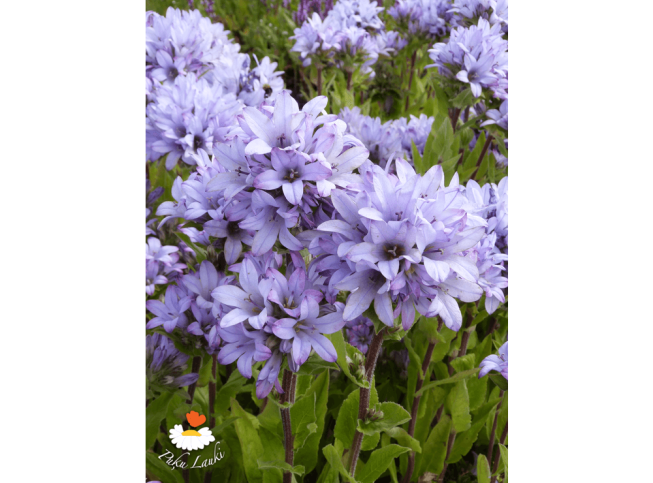 Campanula glomerata   'Caroline'