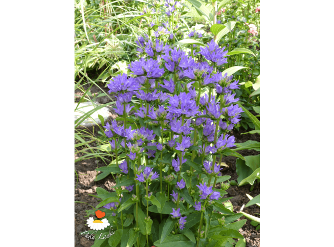 Campanula glomerata   'Freya'