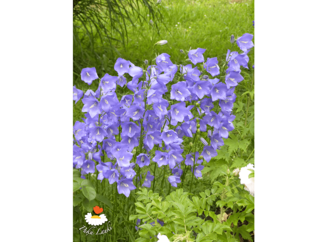 Campanula persicifolia   'Grandiflora'