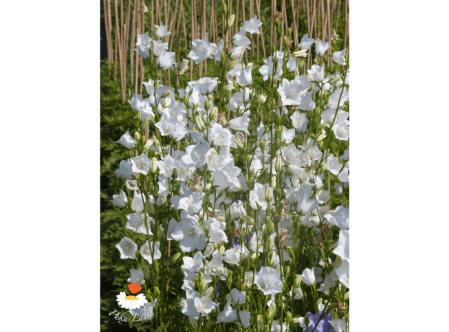 Campanula persicifolia   'Grandiflora Alba'