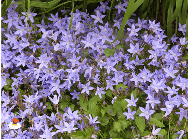 Campanula poscharskyana