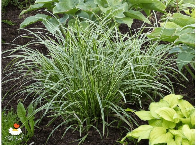 Carex morrowii   'Ice Dance'