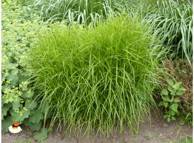 Carex muskingumensis