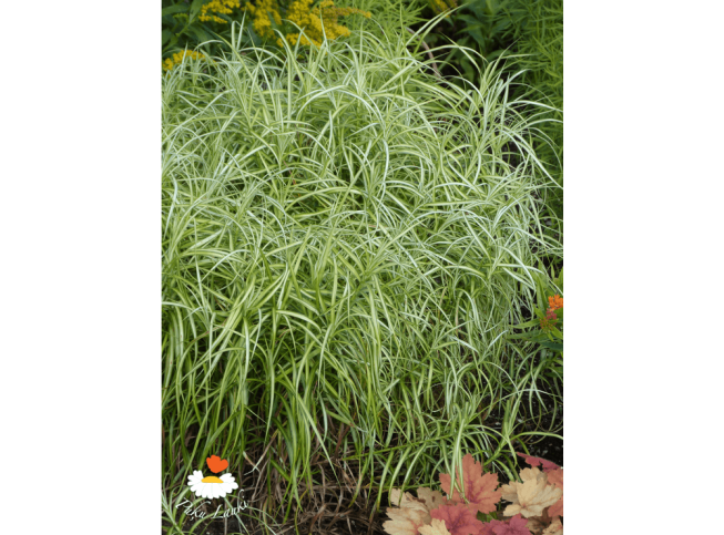 Carex muskingumensis   'Silberstreif'