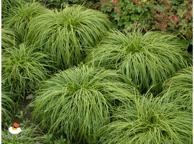 Carex   'The Beatles'