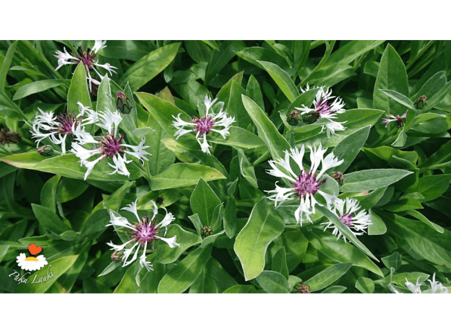 Centaurea montana   'Purple Heart'
