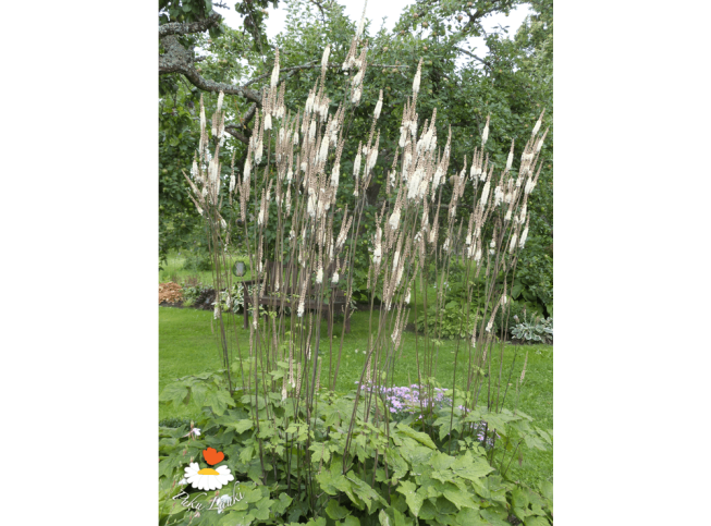 Cimicifuga racemosa var. cordifolia