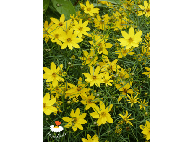 Coreopsis verticillata   'Zagreb'