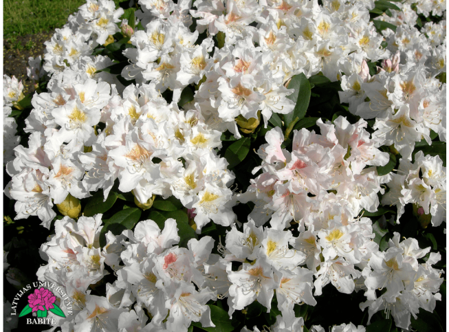 Rhododendron   'Cunningham's White'