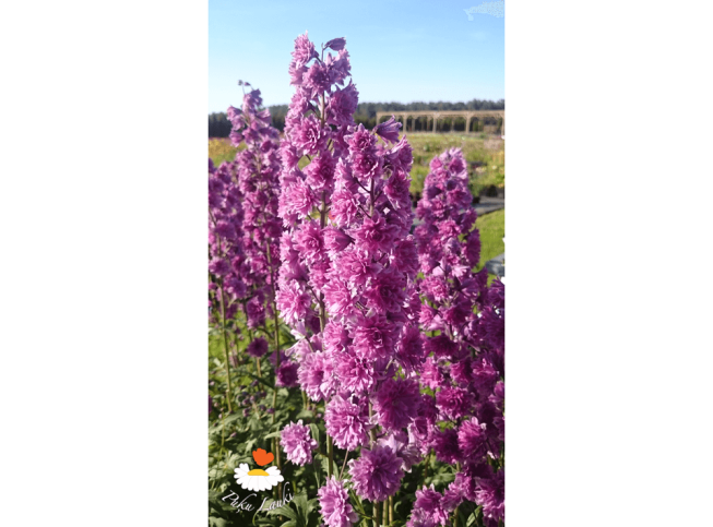 Delphinium   'Flamenco'