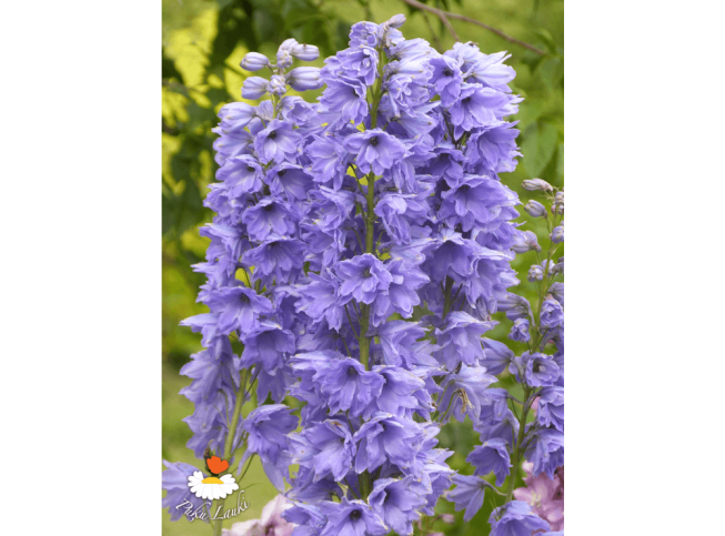 Delphinium   'Magic Fountains Lavender/White Bee'