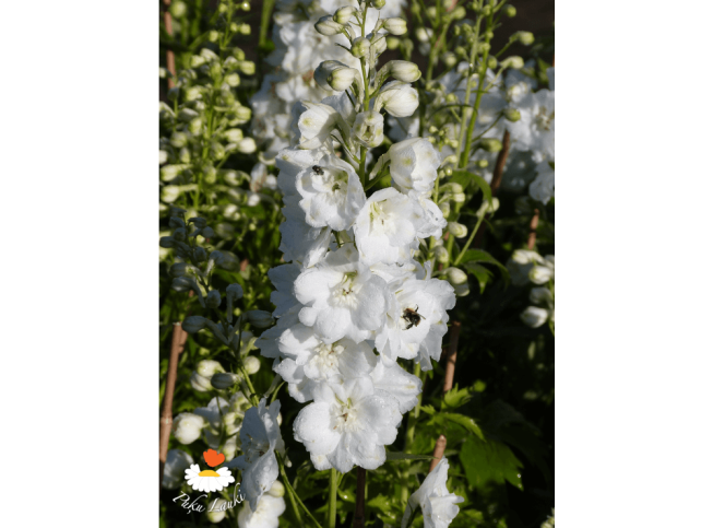 Delphinium   'Magic Fountains Pure White'