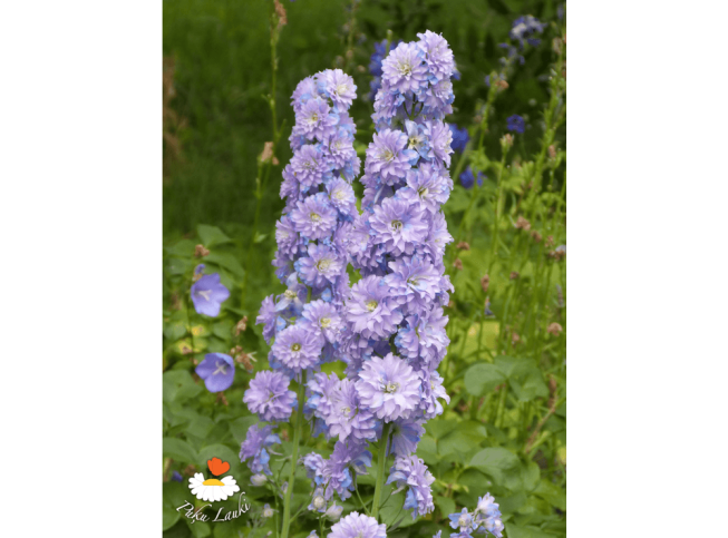 Delphinium   'Moon Light'